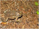 Navadna krastača (Bufo bufo)